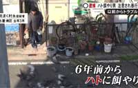 鳩に餌を与える男が逮捕